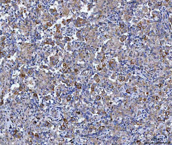 Cyclin B1/CCNB1 Rabbit Polyclonal Antibody
