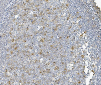 Cyclin B1/CCNB1 Rabbit Polyclonal Antibody