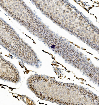 Cyclin B1/CCNB1 Rabbit Polyclonal Antibody