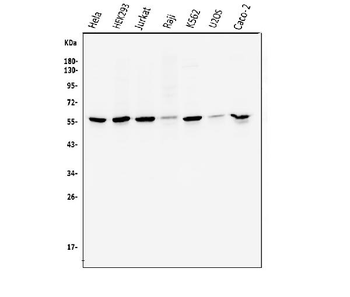 Cyclin B1/CCNB1 Rabbit Polyclonal Antibody
