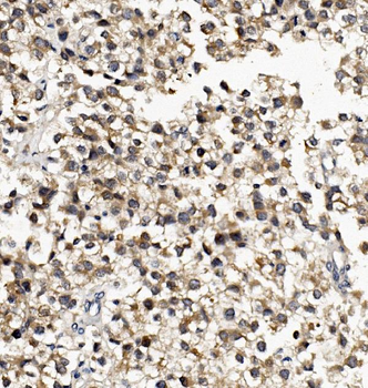 DNAJA2 Antibody