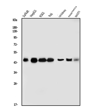 DNAJA2 Antibody