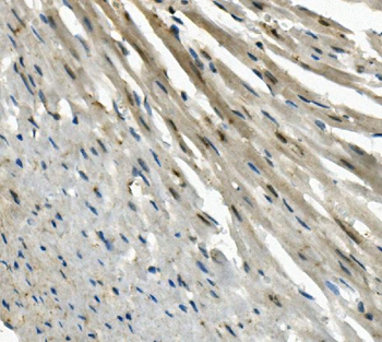 EAPP Rabbit Polyclonal Antibody