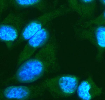 FGF10 Antibody