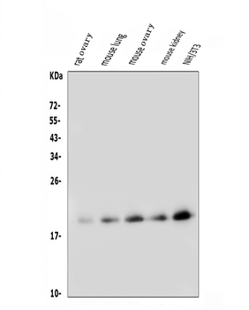 FGF10 Antibody