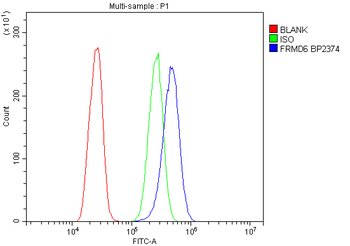 FRMD6/Willin Rabbit Polyclonal Antibody