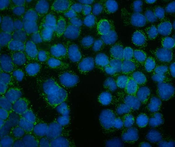 FRMD6/Willin Rabbit Polyclonal Antibody