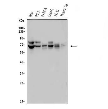 FRMD6/Willin Rabbit Polyclonal Antibody