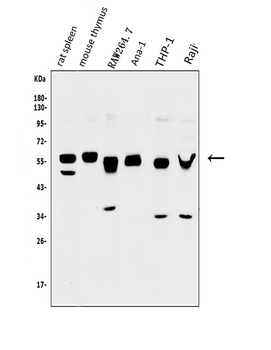 GFI1 Rabbit Polyclonal Antibody