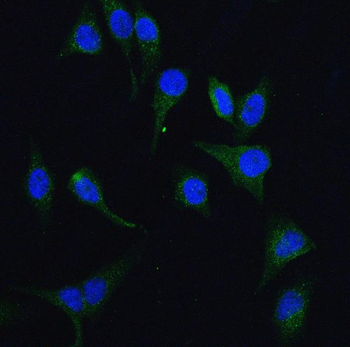 HGS Antibody