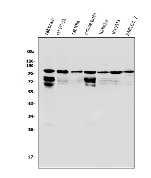 HGS Antibody