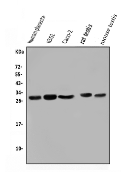 Lin28/LIN28A Rabbit Polyclonal Antibody