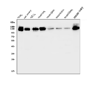 CD146/Mcam Rabbit Polyclonal Antibody