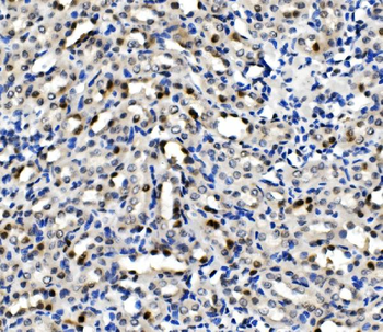MCM5 Rabbit Polyclonal Antibody