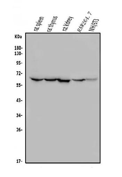 ME2 Rabbit Polyclonal Antibody