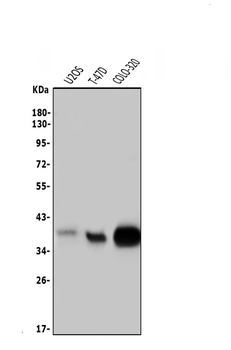 Musashi 1/Msi1 Antibody