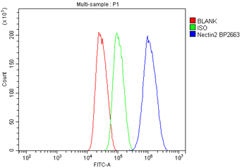 Nectin 2/NECTIN2 Antibody