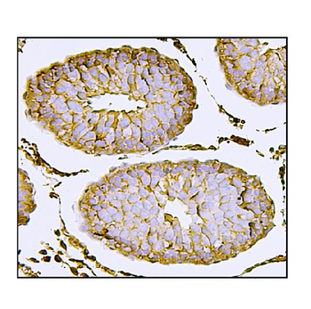 Nectin 2/NECTIN2 Antibody