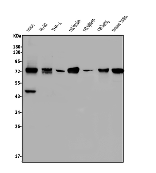 NOVA2 Rabbit Polyclonal Antibody