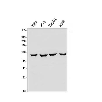 OAS3 Rabbit Polyclonal Antibody
