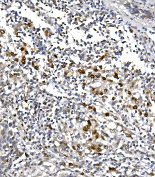 RNA polymerase II/POLR2A Rabbit Polyclonal Antibody