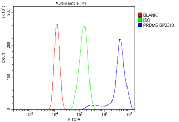 PRDM5 Rabbit Polyclonal Antibody