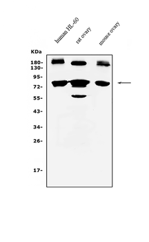 PRDM5 Rabbit Polyclonal Antibody
