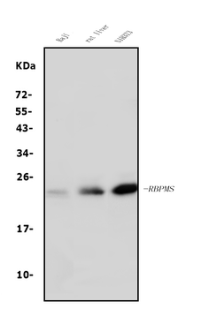 RBPMS Antibody