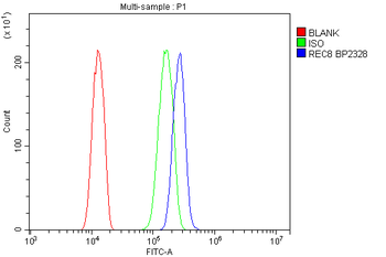 REC8 Rabbit Polyclonal Antibody