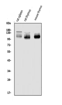 PSGL-1/Selplg Antibody
