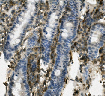 PSGL-1/Selplg Antibody