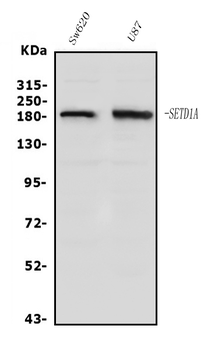 SET1/SETD1A Rabbit Polyclonal Antibody