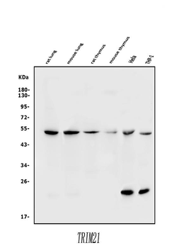 TRIM21/SS-A/SS Rabbit Polyclonal Antibody