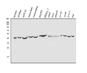 TXNIP Antibody