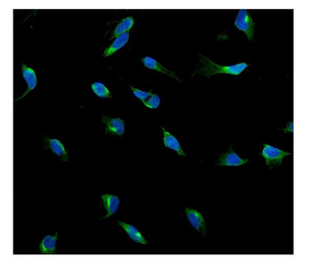 USP15 Rabbit Polyclonal Antibody