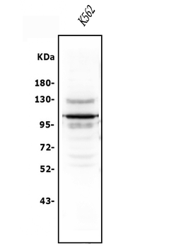 USP15 Rabbit Polyclonal Antibody