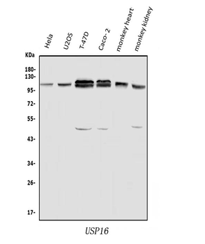 USP16 Rabbit Polyclonal Antibody