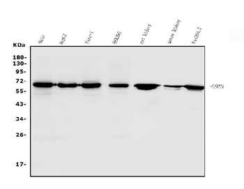 USP21 Rabbit Polyclonal Antibody