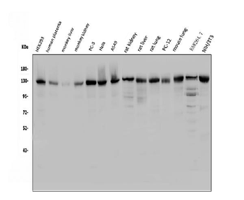 USP25 Rabbit Polyclonal Antibody