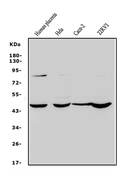 Rex1/ZFP42 Rabbit Polyclonal Antibody