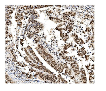MCM2 Mouse Monoclonal Antibody