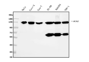 MCM2 Mouse Monoclonal Antibody
