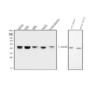 hnRNP D/AUF1/HNRNPD Mouse Monoclonal Antibody