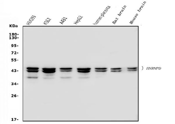 hnRNP D/AUF1/HNRNPD Mouse Monoclonal Antibody