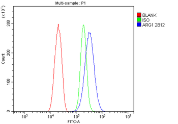 liver Arginase/ARG1 Antibody (monoclonal, 2B12)