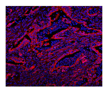 Caveolin-2/CAV2 Rabbit Polyclonal Antibody