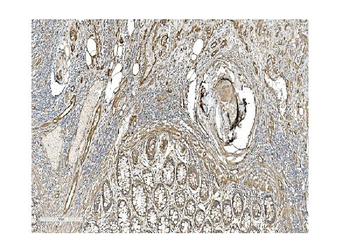 Caveolin-2/CAV2 Rabbit Polyclonal Antibody