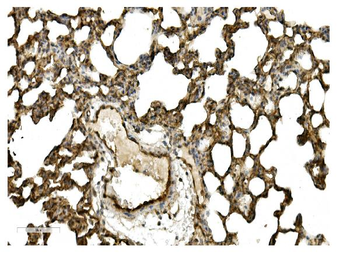Caveolin-2/CAV2 Rabbit Polyclonal Antibody