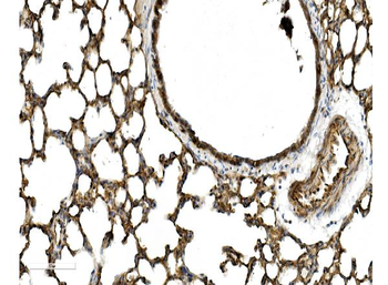 Caveolin-2/CAV2 Rabbit Polyclonal Antibody