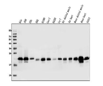 Caveolin-2/CAV2 Rabbit Polyclonal Antibody